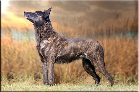 Akc dutch shepherd puppies for sale near clearance me